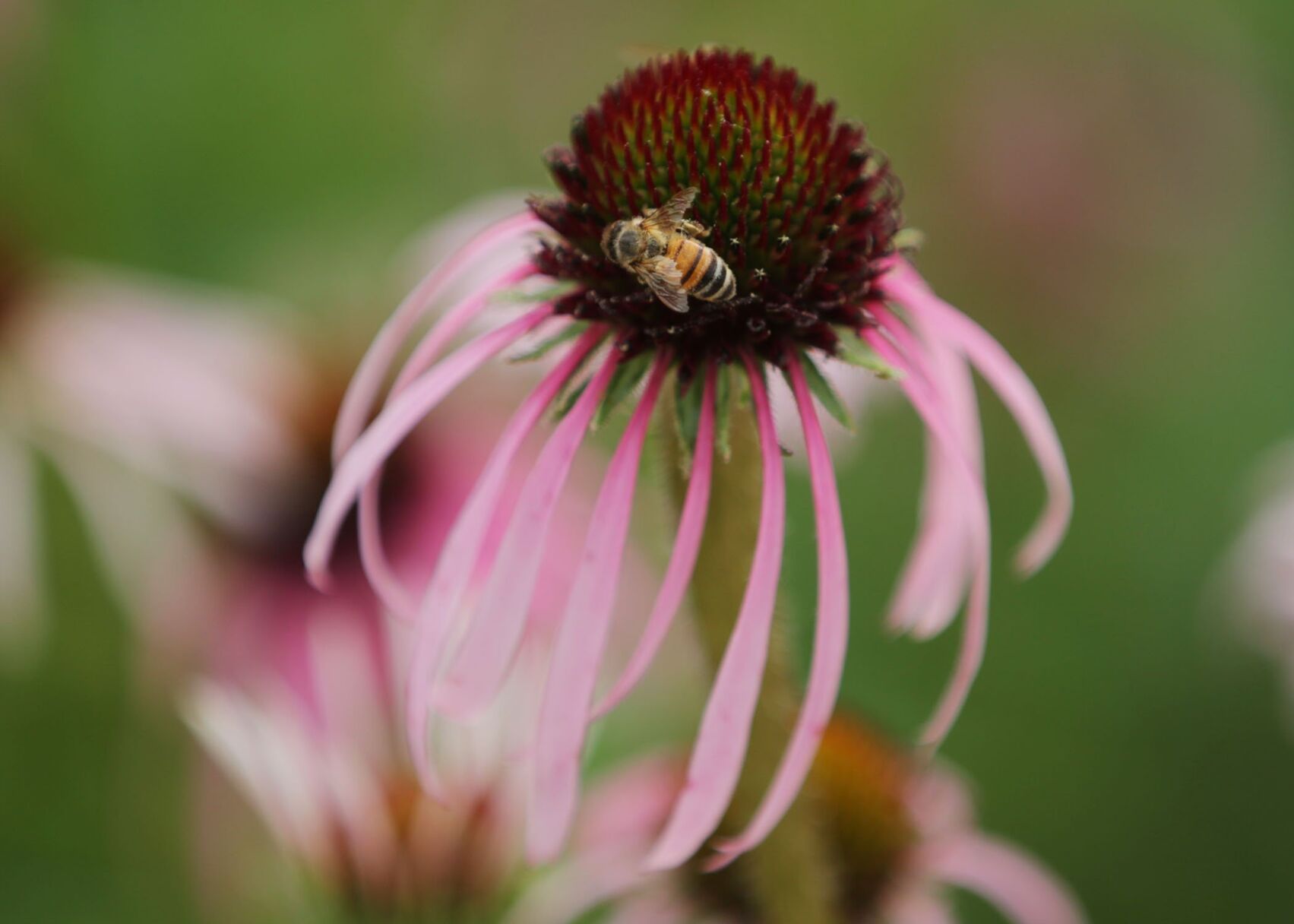 Tulsa Botanic Garden